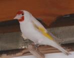 Gezocht: Isabel Pastel Pop / Satinet, Dieren en Toebehoren, Vogels | Kanaries, Vrouwelijk, Kleurkanarie