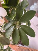 Huge Schefflera plant, Ophalen, Overige soorten, Halfschaduw, In pot