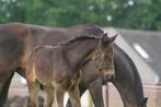 Merrieveulen Ortisei x Escamillo x Furst Frederik, Merrie, Ontwormd, 0 tot 2 jaar