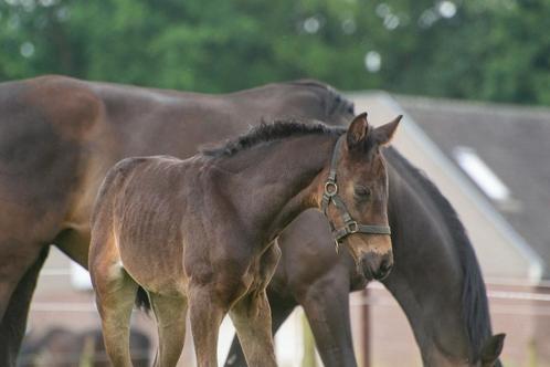 Merrieveulen Ortisei x Escamillo x Furst Frederik, Dieren en Toebehoren, Paarden, Merrie, 0 tot 2 jaar, Ontwormd