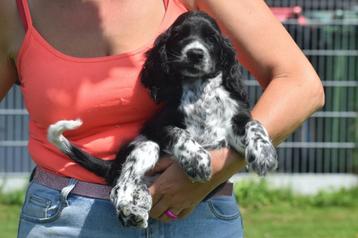 Engelse cocker spaniel pups particulier geboren beschikbaar voor biedingen