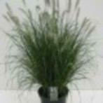Pennisetum, Ophalen, Volle zon, Vaste plant, Siergrassen