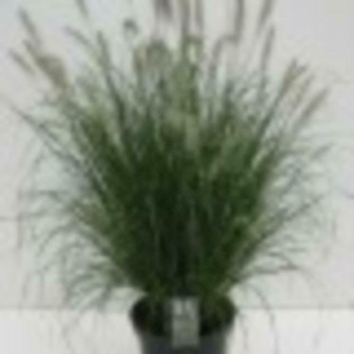 Pennisetum, Tuin en Terras, Planten | Tuinplanten, Vaste plant, Siergrassen, Volle zon, Zomer, Ophalen