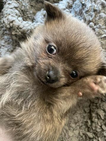 Pomeriaan jackrussel teefje beschikbaar voor biedingen