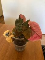 Syngonium strawberry ice, Huis en Inrichting, Kamerplanten, Overige soorten, In pot, Minder dan 100 cm, Halfschaduw