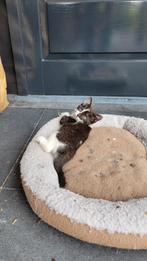 Lieve boerderijkittens, Dieren en Toebehoren, Katten en Kittens | Overige Katten