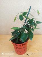 hoya chouke pm 8 nummer H544, Ophalen of Verzenden, Halfschaduw, Minder dan 100 cm