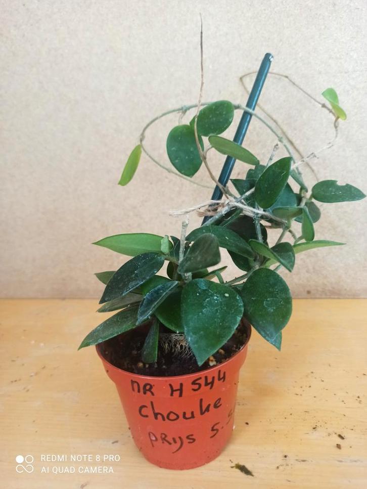 hoya chouke pm 8 nummer H544, Huis en Inrichting, Kamerplanten, Minder dan 100 cm, Halfschaduw, Ophalen of Verzenden