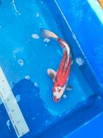 Japanse koi 35 cm nu 225 euro eventueel bezorgd aan huis, Karper of Koi