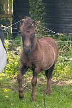 Te koop: NSPS hengstveulen, Dieren en Toebehoren, Pony's