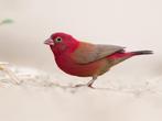 Vuurvink - lagonosticta senegala, Meerdere dieren, Tropenvogel, Geringd
