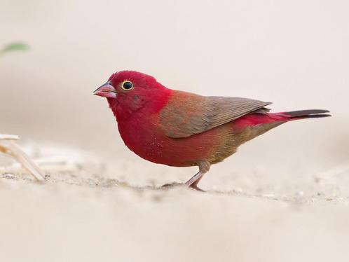 Vuurvink - lagonosticta senegala, Dieren en Toebehoren, Vogels | Overige Vogels, Tropenvogel, Meerdere dieren, Geringd
