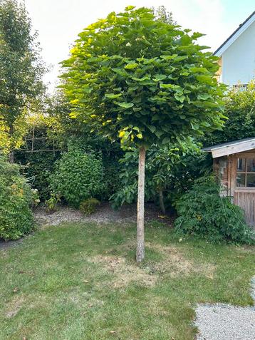 2 volgroeide catalpa’s 3 meter hoog 15 jaar zelf uitgraven beschikbaar voor biedingen