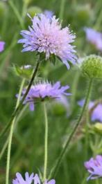 zaden Knautia arvensis, Beemdkroon, inheems, Ophalen of Verzenden, Volle zon, Zaad