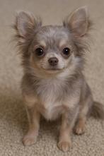 Gezocht: Lief klein teefje, Dieren en Toebehoren, Honden | Chihuahua's en Gezelschapshonden, Teef, Eén hond, Chihuahua, 3 tot 5 jaar