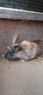 Voedster, Dieren en Toebehoren, Vrouwelijk, Middelgroot, 0 tot 2 jaar