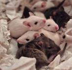 ❤️Tamme rittens baby Ratjes ️🥰, Dieren en Toebehoren, Knaagdieren, Rat, Januari, Meerdere dieren, Tam