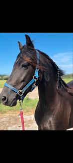 Lieve 4 jarige merrie fries x pre, beleerd onder het zadel, Dieren en Toebehoren, Merrie, Recreatiepony, 3 tot 6 jaar