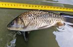 Volschub karper, Dieren en Toebehoren, Karper of Koi
