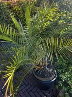 Palm, Ophalen, Bloeit niet, Overige soorten, Volle zon
