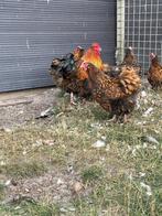 Broedeieren orpington, goud zwartgezoomd & meerzomig patrijs, Dieren en Toebehoren, Geslacht onbekend, Kip