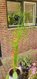 85cm hoge plant, parapluplant, Ophalen, Overige soorten, Minder dan 100 cm
