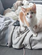 maine coon x kitten katertje, Dieren en Toebehoren, Meerdere dieren, Ontwormd, 0 tot 2 jaar