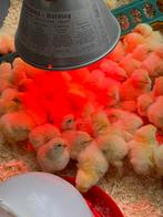 Kuikens- Brahma- Voor broedse kip & Lamp, Dieren en Toebehoren, Pluimvee, Kip