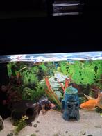 3 x Koud water vissen, Dieren en Toebehoren, Vissen | Aquaria en Toebehoren, Ophalen