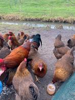 Broedeieren van de Welsumer kip, Dieren en Toebehoren, Pluimvee, Geslacht onbekend, Kip