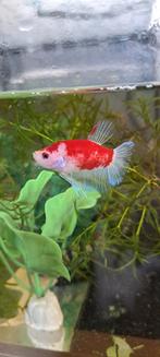 Betta splendens man HMPK, Dieren en Toebehoren, Vissen | Aquariumvissen