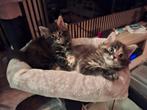 Te koop 3 prachtige maine coon kittens met stamboom, Dieren en Toebehoren, Katten en Kittens | Raskatten | Langhaar, Poes, Gechipt