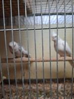 Koppel valkparkieten, Dieren en Toebehoren, Vogels | Parkieten en Papegaaien, Meerdere dieren, Parkiet, Geringd