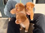Nova scotia duck tolling retriever, Nederland, Parvo, 8 tot 15 weken, Meerdere