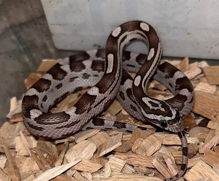 Rattenslang man 2025