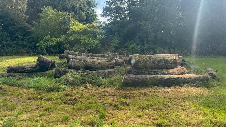 Grote Stammen Hout - ca. 35 stuks 35-65 cm rond // 2-3,5 m, Tuin en Terras, Haardhout, Stammen, Overige houtsoorten, 3 tot 6 m³