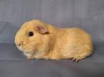 Creme gladhaar beer, Mannelijk, Cavia, Voor 1 juli 2024, Tam