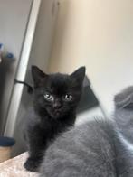 Brits korthaar te koop voor 350 vast prijs voor minder niet, Dieren en Toebehoren, Katten en Kittens | Raskatten | Korthaar, Poes