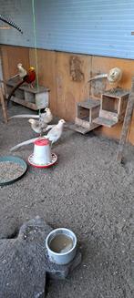 Gele goudfazanten, Dieren en Toebehoren, Pluimvee, Meerdere dieren, Kip