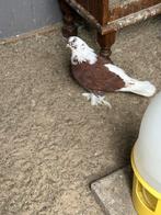 Duiven, Dieren en Toebehoren, Mannelijk, Overige soorten