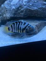 Zebra cichliden, Vis