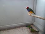 Gouldamadine, Dieren en Toebehoren, Vogels | Overige Vogels, Meerdere dieren, Tropenvogel