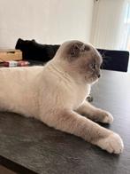 Scottish fold te koop, Kater, Gechipt, 0 tot 2 jaar