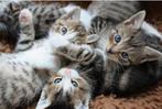 GEZOCHT een kitten, Augustus, Vrouwelijk