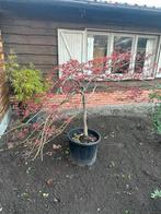 Oude Japanse Esdoorn - Acer palmatum, Tuin en Terras, Halfschaduw, Overige soorten, Lente, 100 tot 250 cm