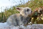 Black harli VC full face engels angora rammetje, Mannelijk, Middelgroot, 0 tot 2 jaar