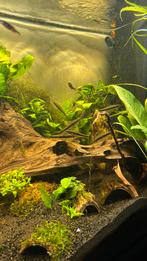 Siamese algeneters, Dieren en Toebehoren, Vissen | Aquariumvissen, Vis