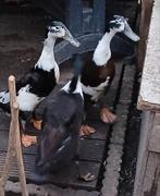 3 loopeenden, Dieren en Toebehoren, Eend