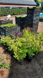 ❗️🌿 Vele soorten️ vaste planten 🌿❗️, Ophalen, Zomer, Overige soorten, Volle zon
