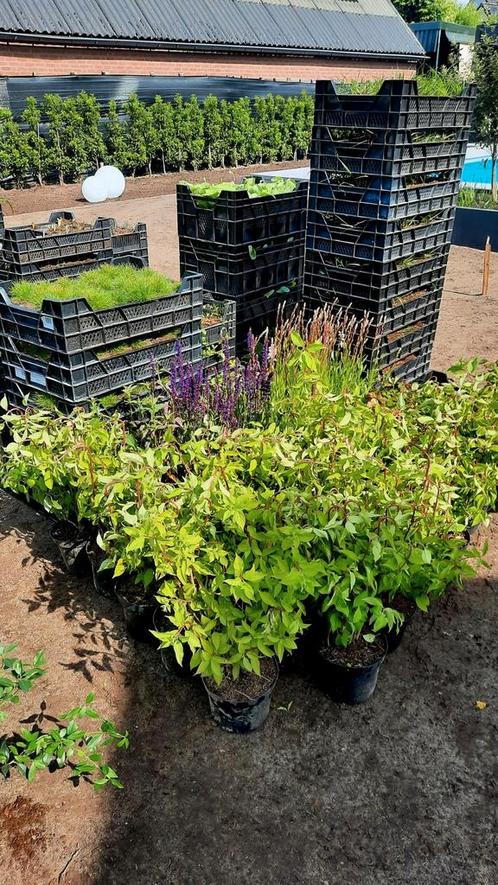 ❗️🌿 Vele soorten️ vaste planten 🌿❗️, Tuin en Terras, Planten | Tuinplanten, Overige soorten, Volle zon, Zomer, Ophalen